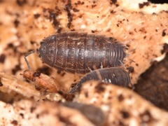 Lucasioides altaicus