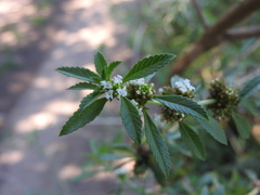 Lippia turbinata