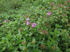 Thymus curtus