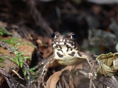Rana ornativentris