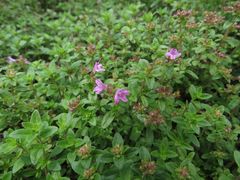 Thymus curtus