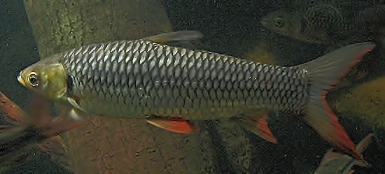 Sultan Fishes