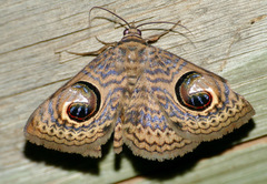 Calliodes pretiosissima