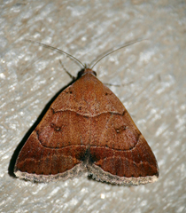 Plecopterodes moderata