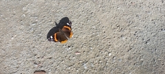 Vanessa atalanta