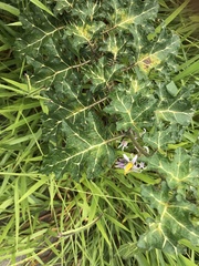 Solanum palinacanthum