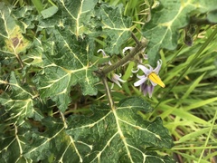 Solanum palinacanthum