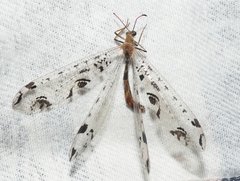 Dendroleon pantherinus