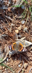 Vanessa atalanta