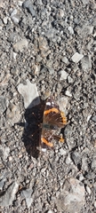Vanessa atalanta