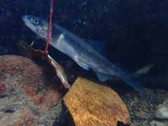 Plecoglossus altivelis