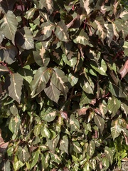 Graptophyllum