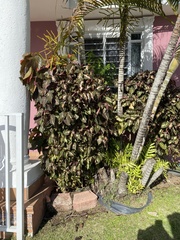 Graptophyllum