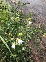 Solanum sisymbriifolium