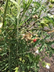 Solanum sisymbriifolium