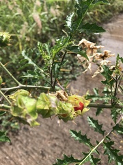 Solanum sisymbriifolium