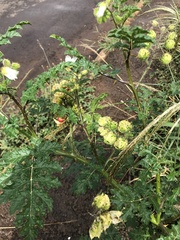 Solanum sisymbriifolium
