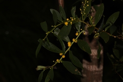 Acacia complanata