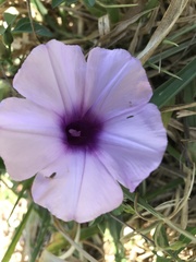 Ipomoea cairica