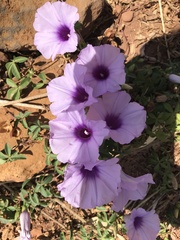 Ipomoea cairica