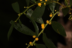 Acacia complanata