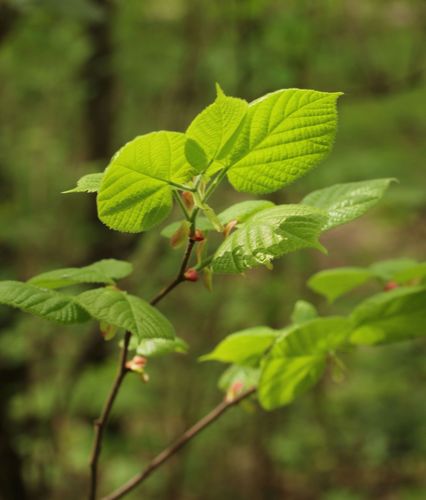 Didžialapė liepa nuotrauka