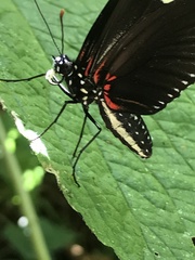 Heliconius doris