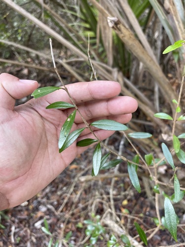 Image of Forestiera segregata by (c) Brandon Corder, some rights reserved (CC BY)