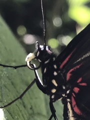 Heliconius doris