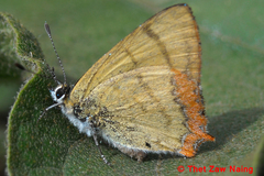 Heliophorus androcles