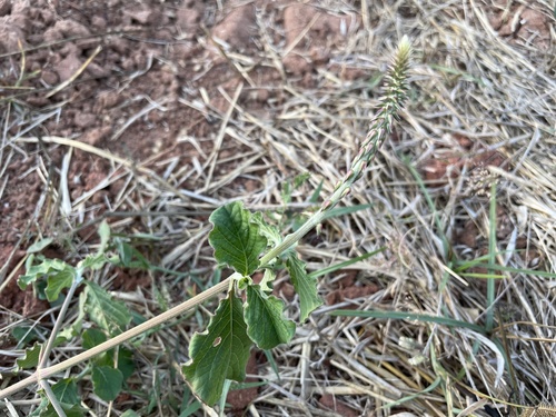 Devil's Horsewhip
