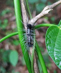 Chrysaeglia magnifica