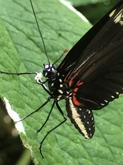 Heliconius doris