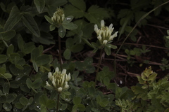 Trifolium canescens