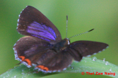 Heliophorus indicus