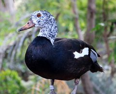 Asarcornis scutulata