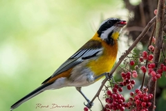 Spindalis dominicensis