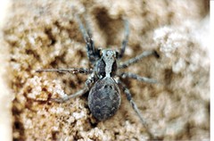 Alopecosa inquilina