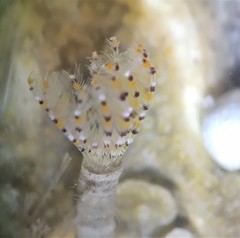 Sabellinae