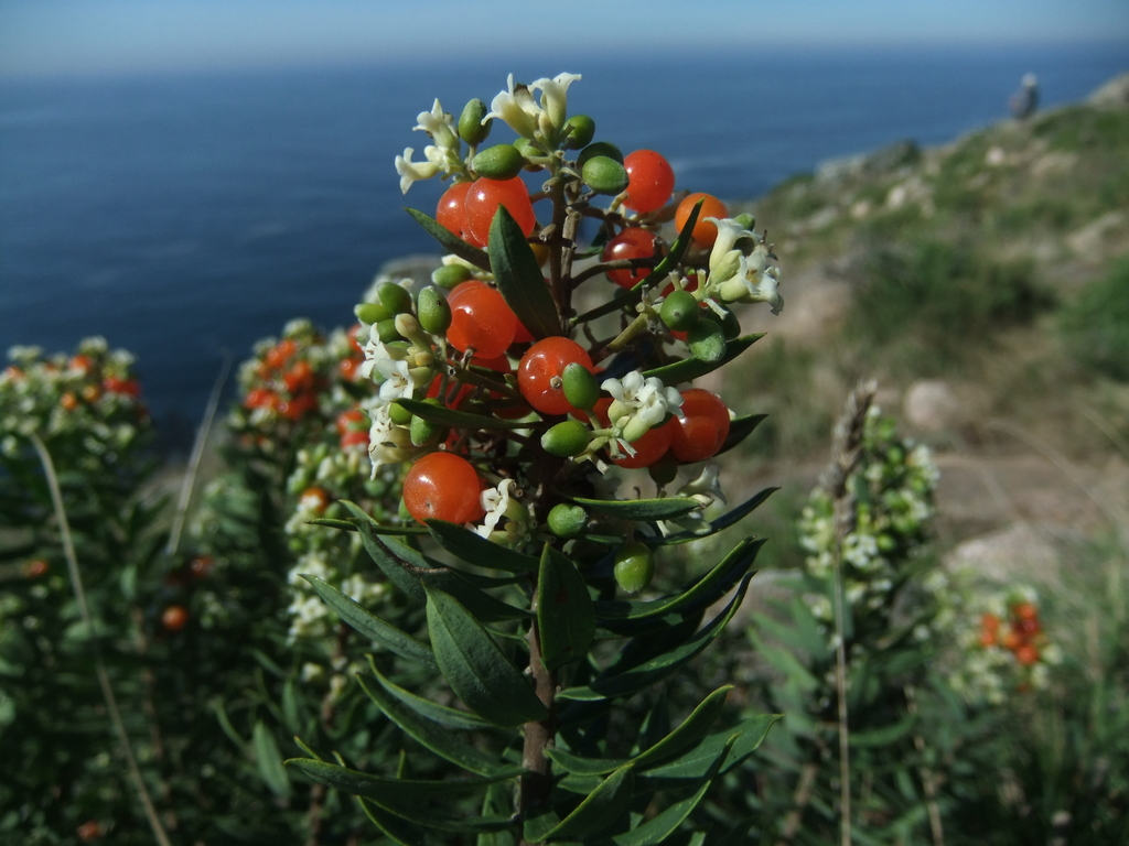 Daphne gnidium, A Coruña, Spain, by whinaem
