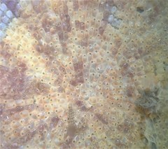 Schizoporella errata