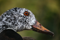 Asarcornis scutulata