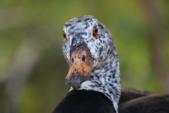 Asarcornis scutulata