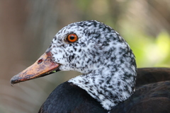 Asarcornis scutulata