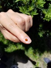 Coelophora bowringii