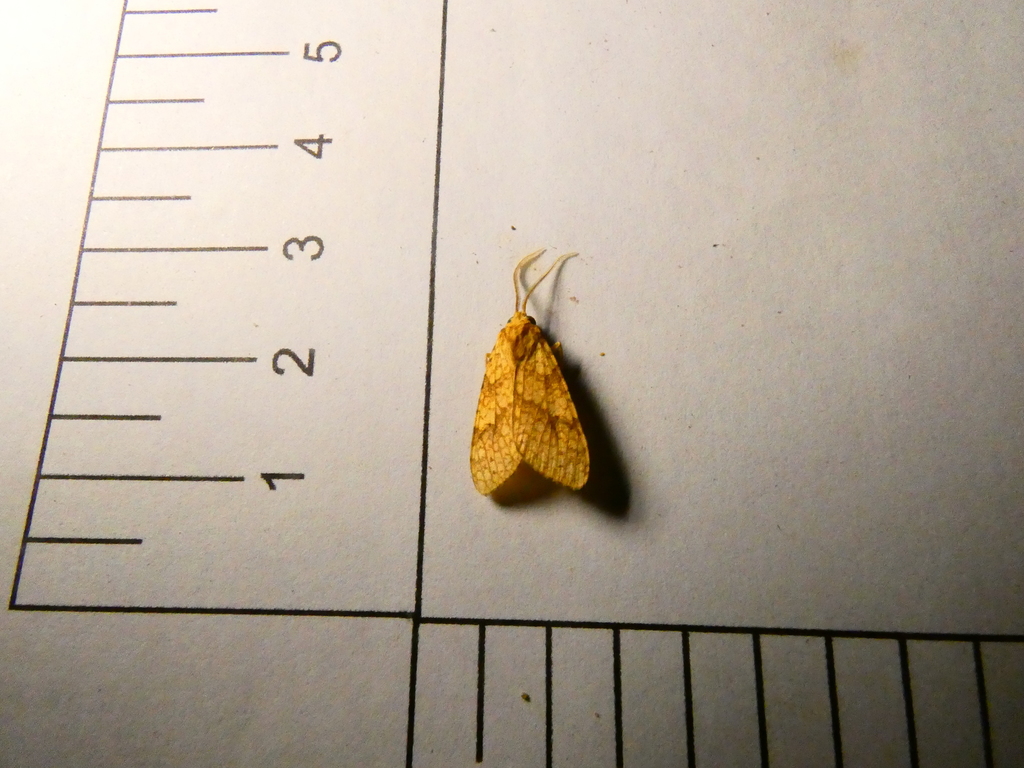 Lophocampa walkeri
