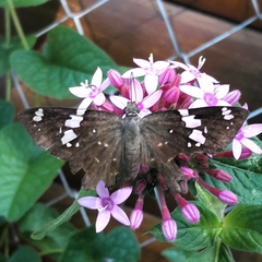 Celaenorrhinus similis