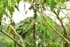 Tyrannidae