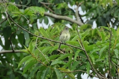 Tyrannidae