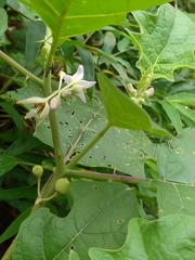 Solanum stramoniifolium
